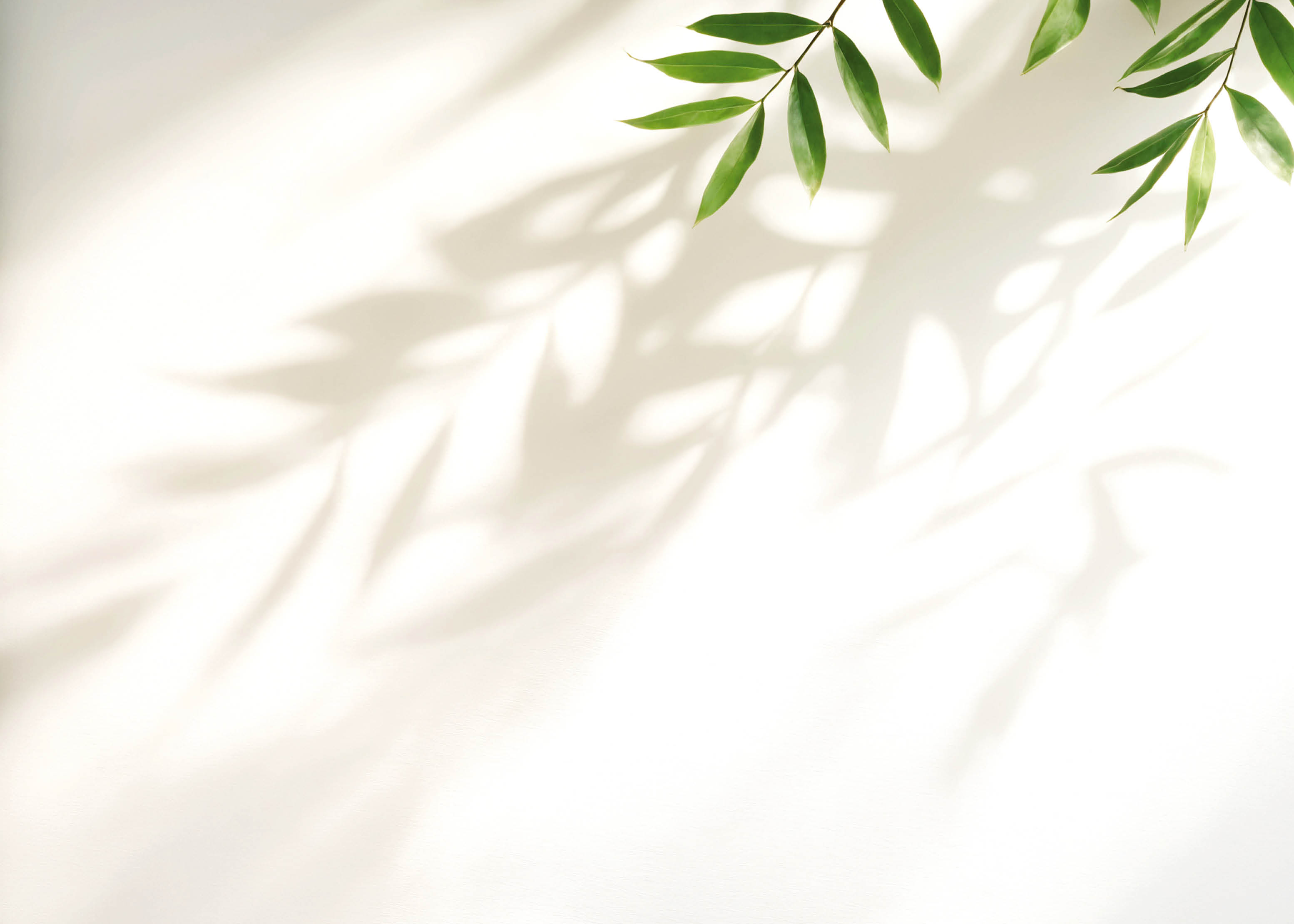 Minimalistic light background with blurred foliage shadow on white wall. Beautiful background for presentation. for text here