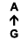 A ↑ G