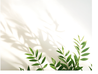 Minimalistic light background with blurred foliage shadow on white wall. Beautiful background for presentation. for text here