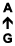 A ↑ G