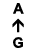 A ↑ G