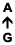 A ↑ G