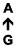 A ↑ G