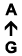 A ↑ G