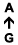A ↑ G