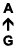 A ↑ G