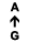 A ↑ G