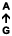 A ↑ G