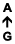 A ↑ G