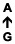 A ↑ G