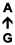 A ↑ G