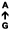 A ↑ G