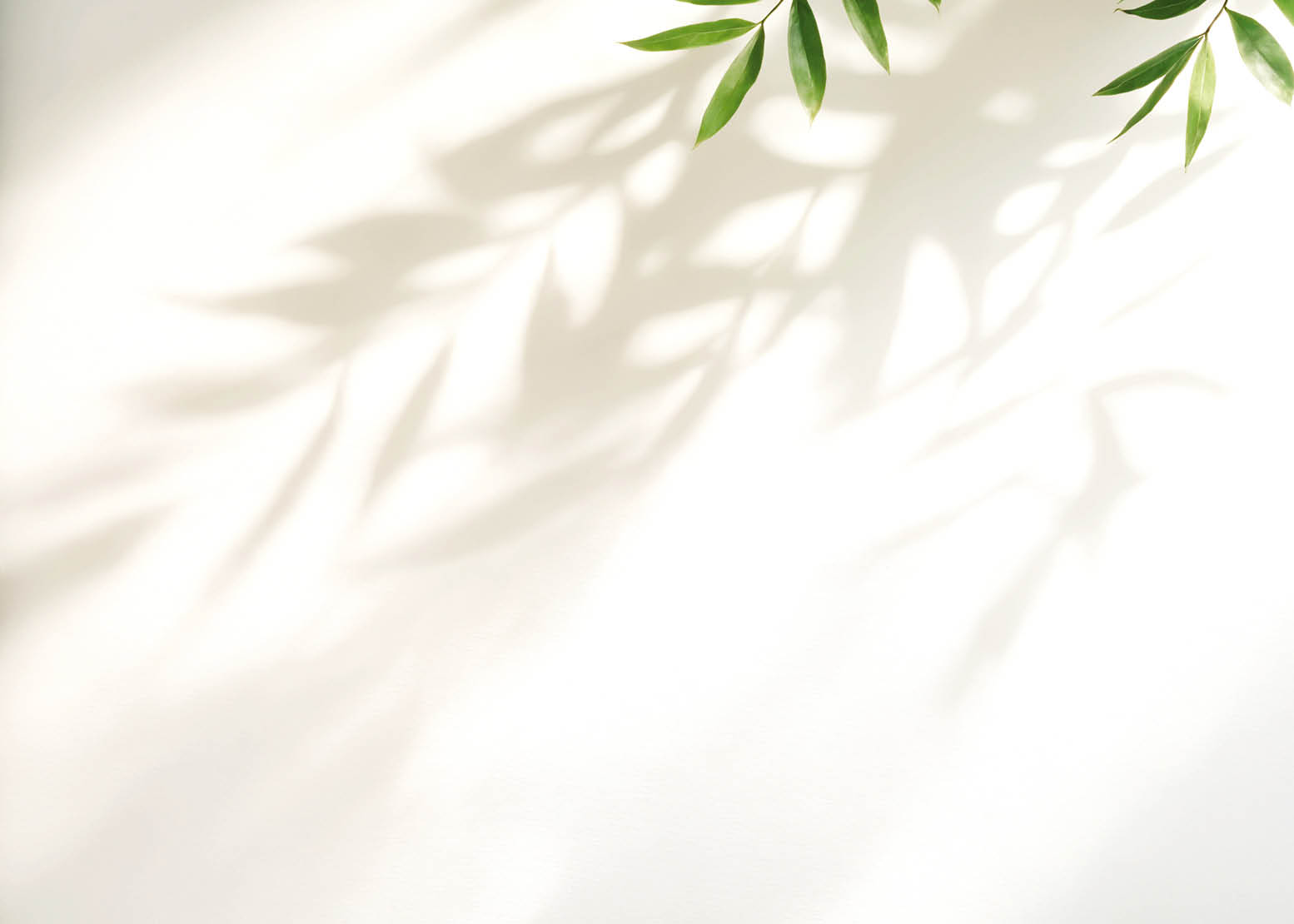 Minimalistic light background with blurred foliage shadow on white wall. Beautiful background for presentation. for text here