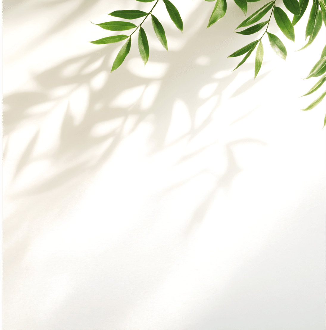 Minimalistic light background with blurred foliage shadow on white wall. Beautiful background for presentation. for text here