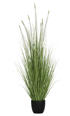 A plant in a black pot is displayed on a white background. AI generated content