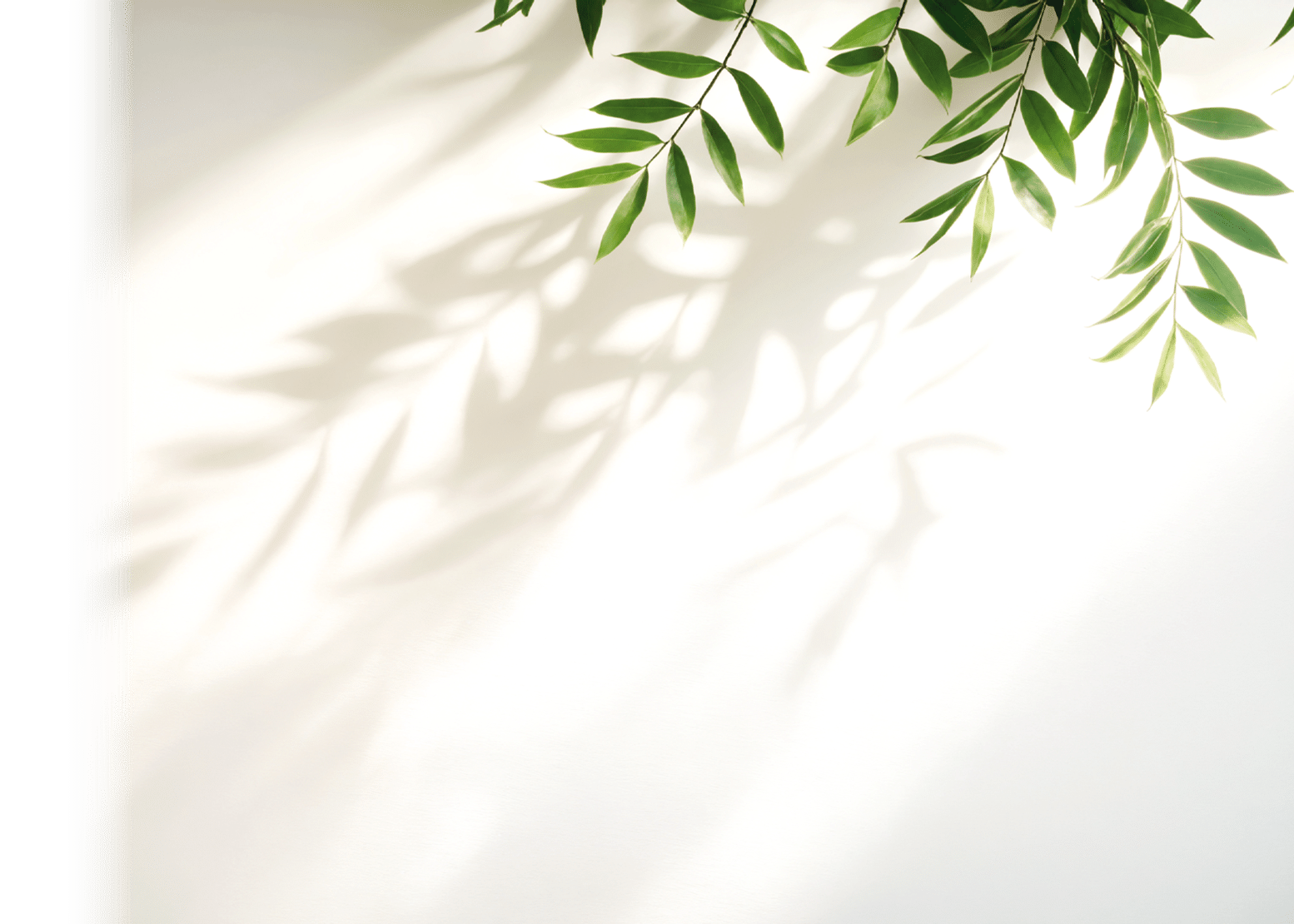 Minimalistic light background with blurred foliage shadow on white wall. Beautiful background for presentation. for text here