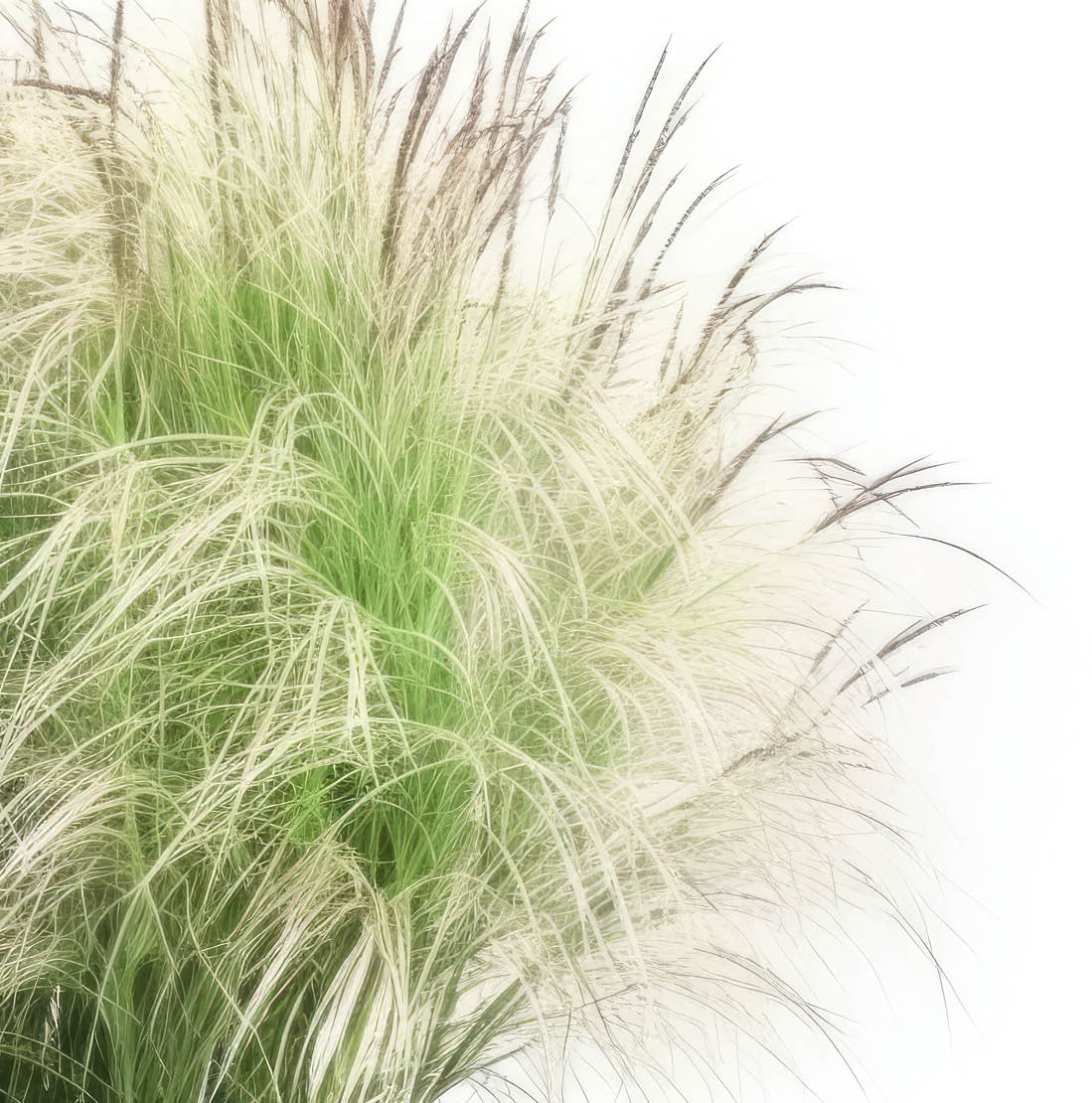 Nature's artwork unfolds in the meadow as Miscanthus sinensis dances in the wind, a soft, feathery spectacle.