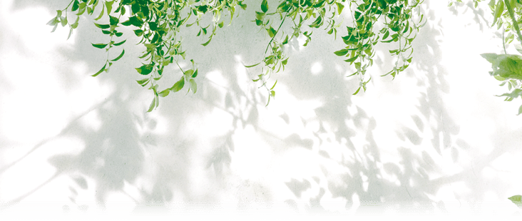 Natural leaves shadow background of tree branch falling on white concrete wall texture for background, black and white monochrome tone