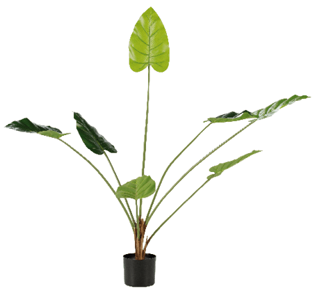 A plant with large leaves in a black pot. AI generated content