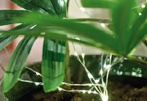 A plant with green leaves and a string of lights wrapped around it. AI generated content