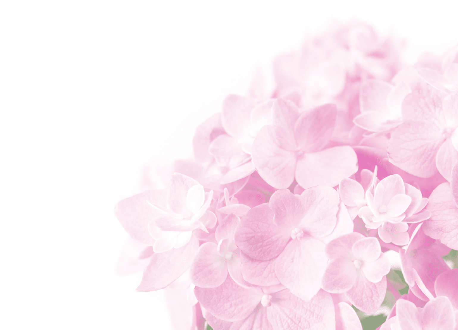 A bouquet of pink flowers in a vase. AI generated content