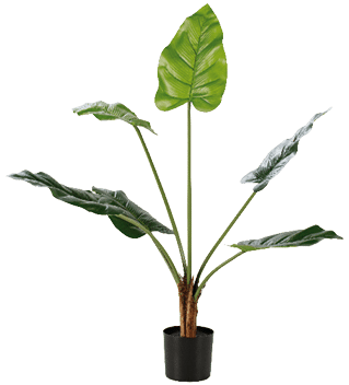 A large green leafy plant is in a black pot. AI generated content